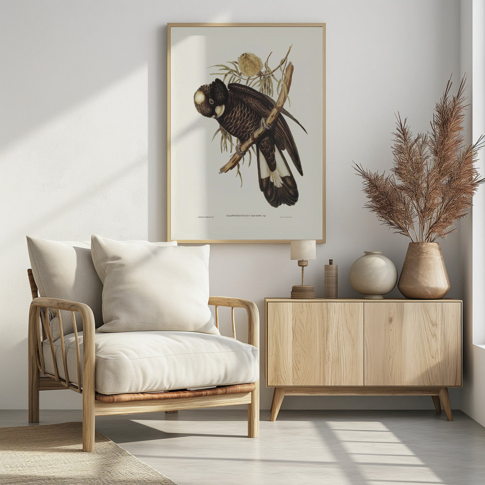 Baudin's Cockatoo Poster